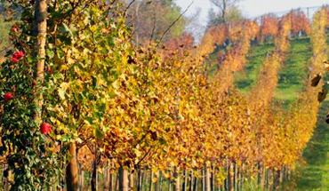 Azienda Agricola Botti