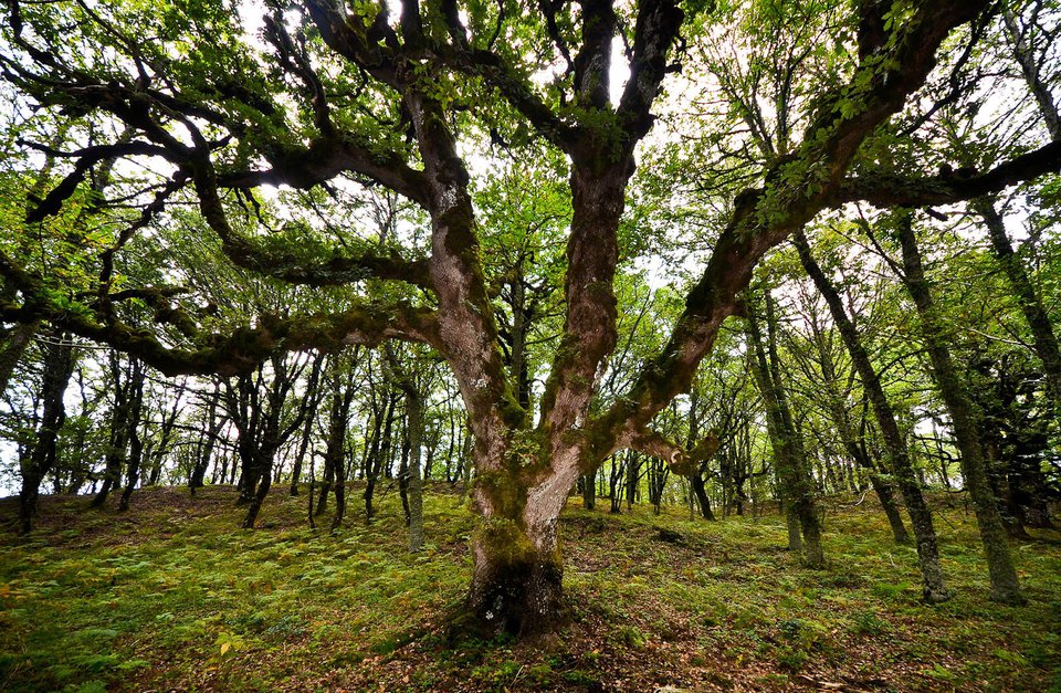 querce secolari
                                